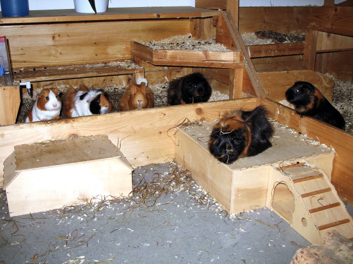 Meerschweinchen Eigenbauten