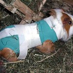 Ganzkörperverband nach Operation beim Meerschweinchen