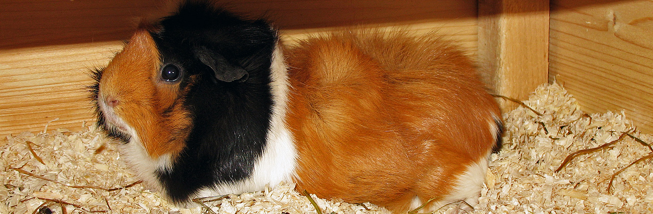 Meerschweinchen Tierhaltung und der Mietvertrag