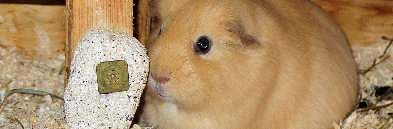 Salzleckstein für Meerschweinchen